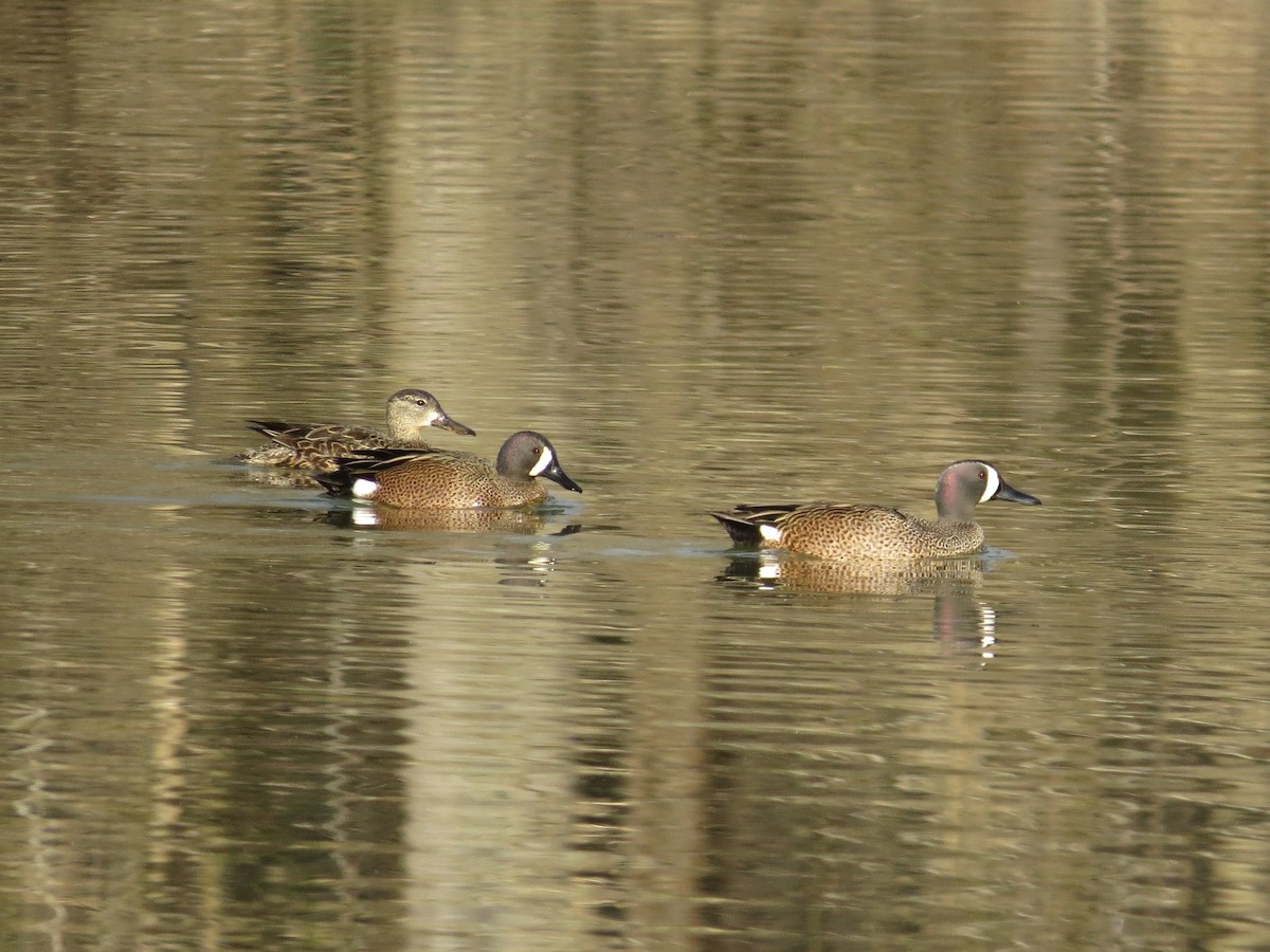 Blue-winged Teal - ML36269131