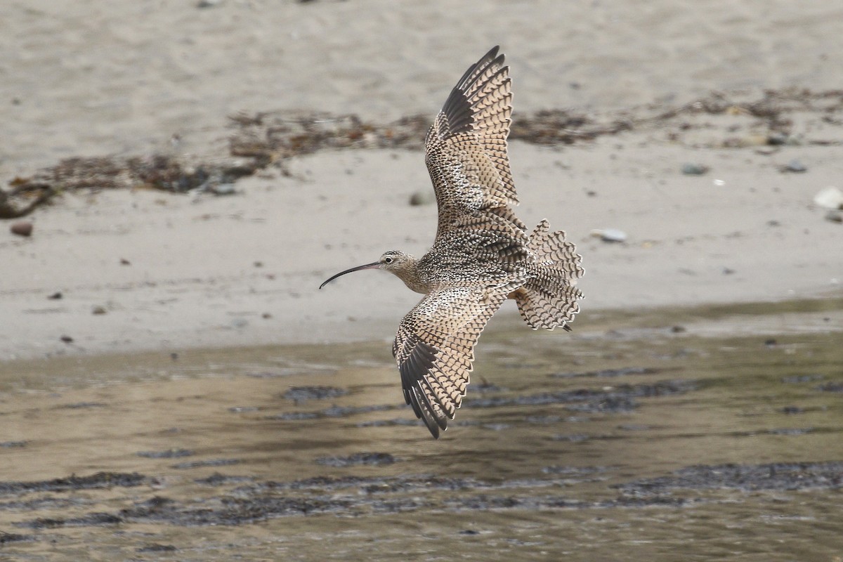 Long-billed Curlew - ML362694091