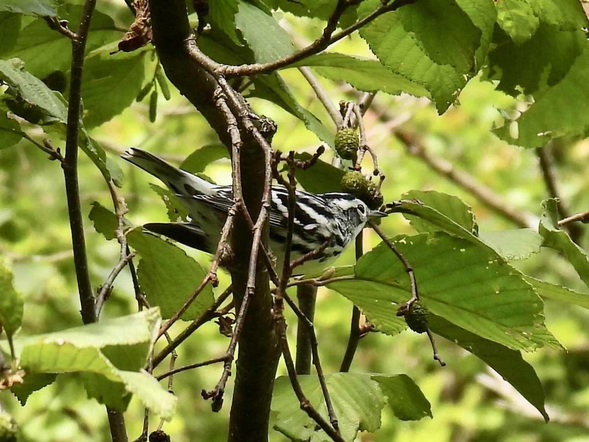 Black-and-white Warbler - ML362695911