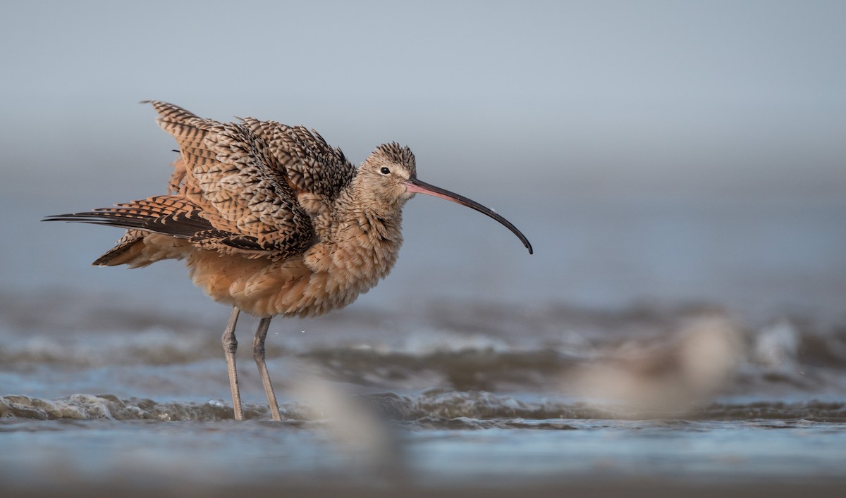 Long-billed Curlew - ML36269711