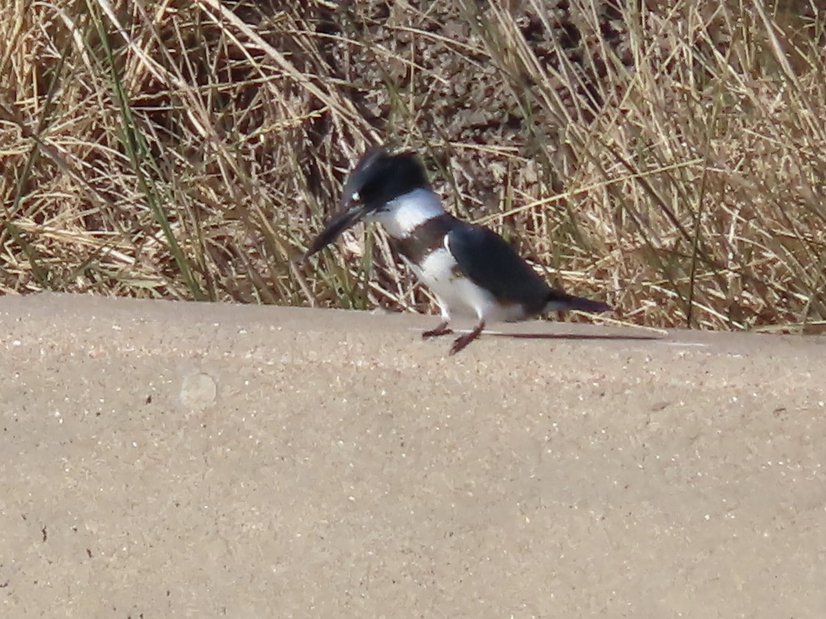 Belted Kingfisher - Micky Louis