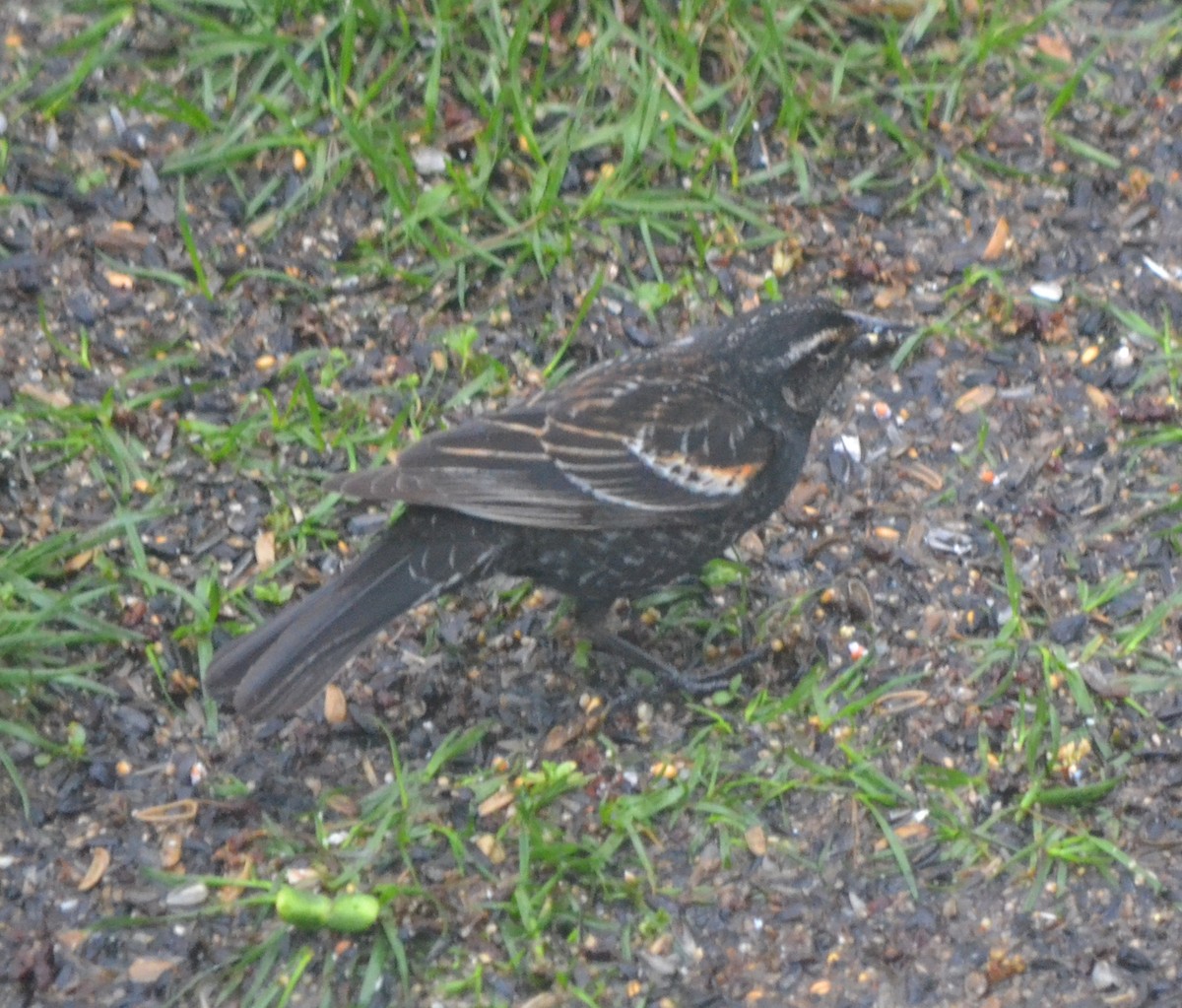 Red-winged Blackbird - ML362701131