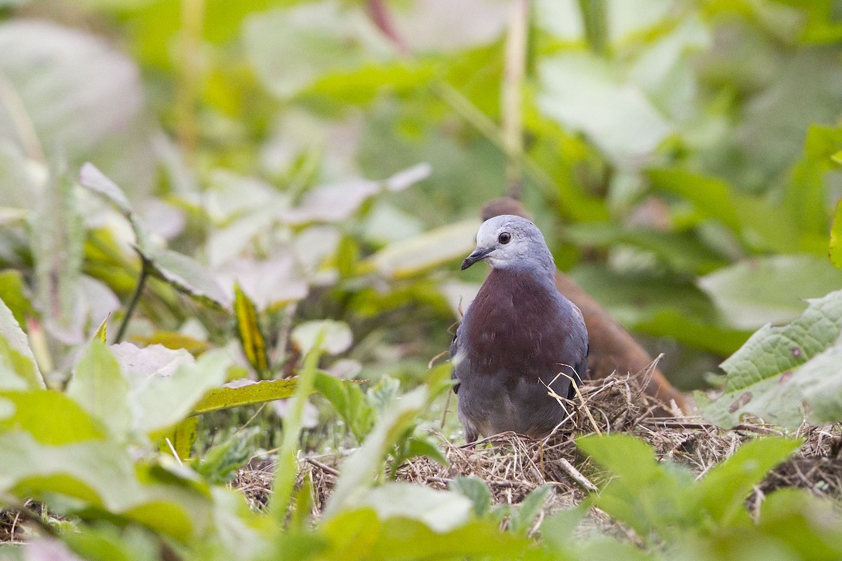 Maroon-chested Ground Dove - ML362702901