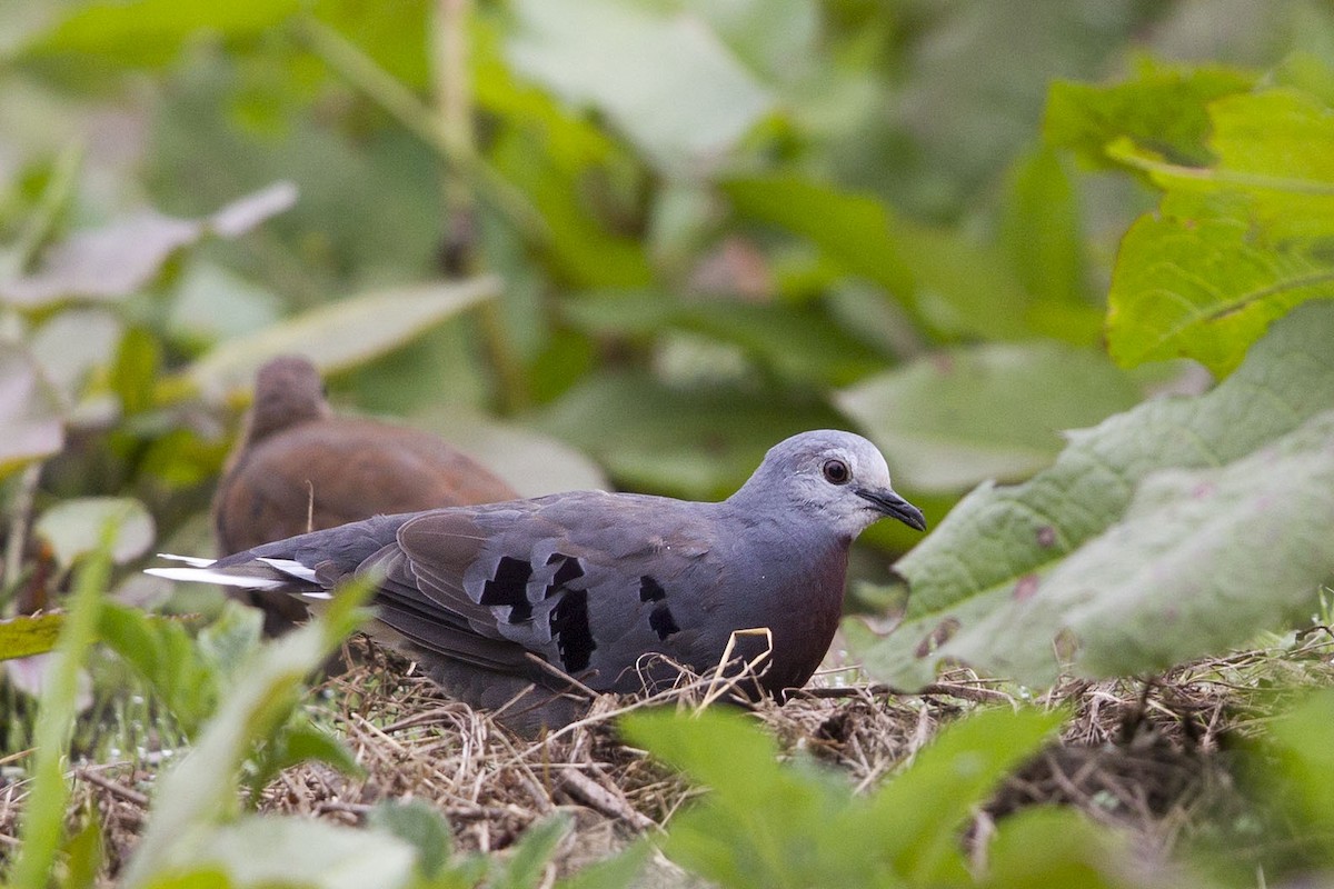 Maroon-chested Ground Dove - ML362702951