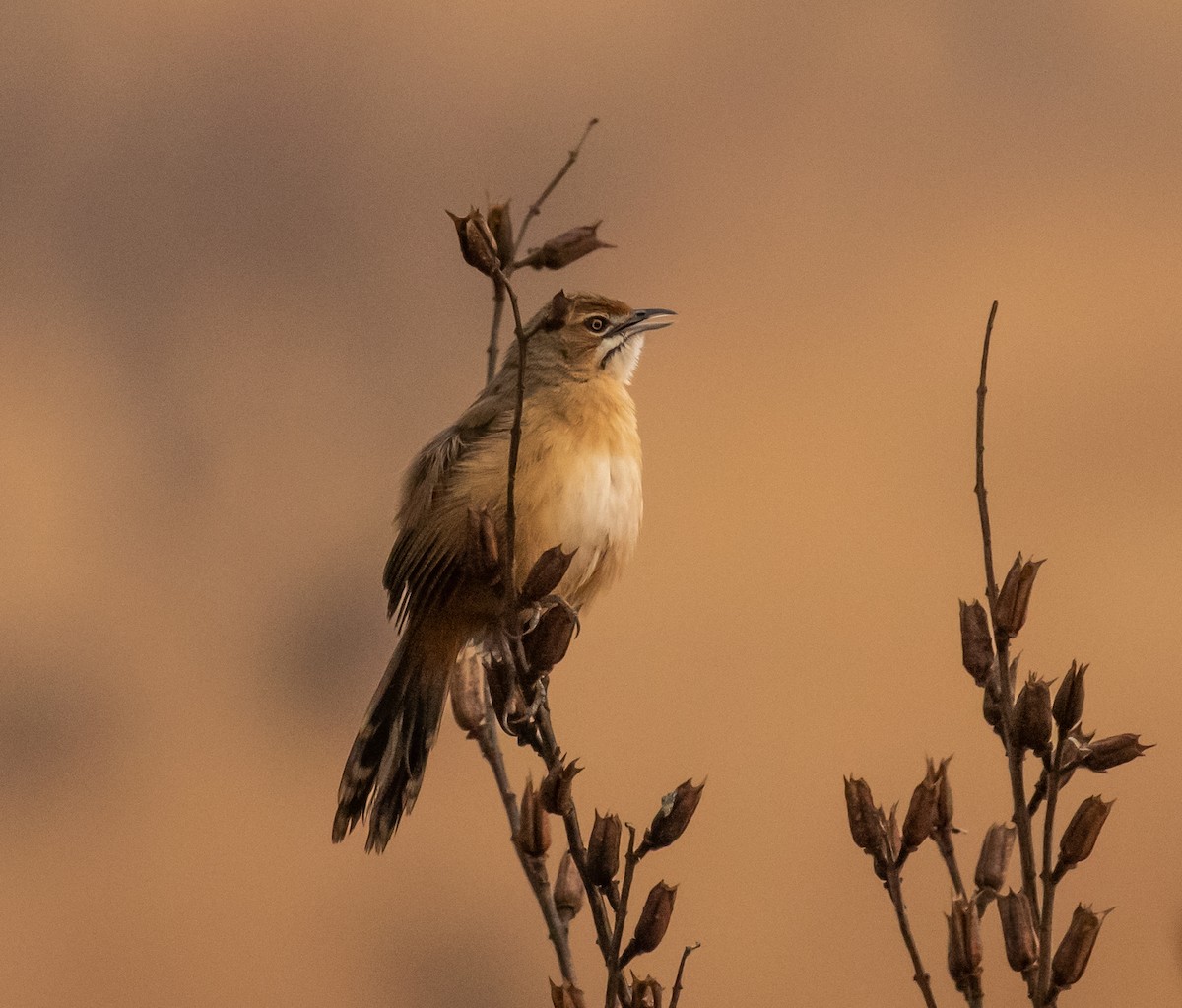 Moustached Grass-Warbler - ML362705971