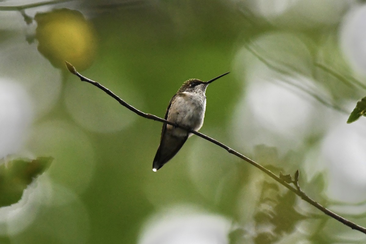 Ruby-throated Hummingbird - ML362720611