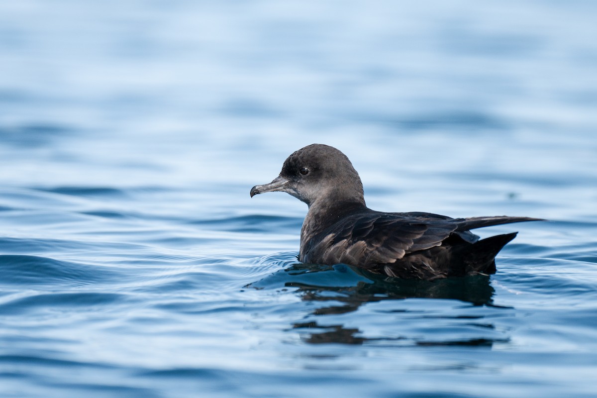 Short-tailed Shearwater - Jack Riley