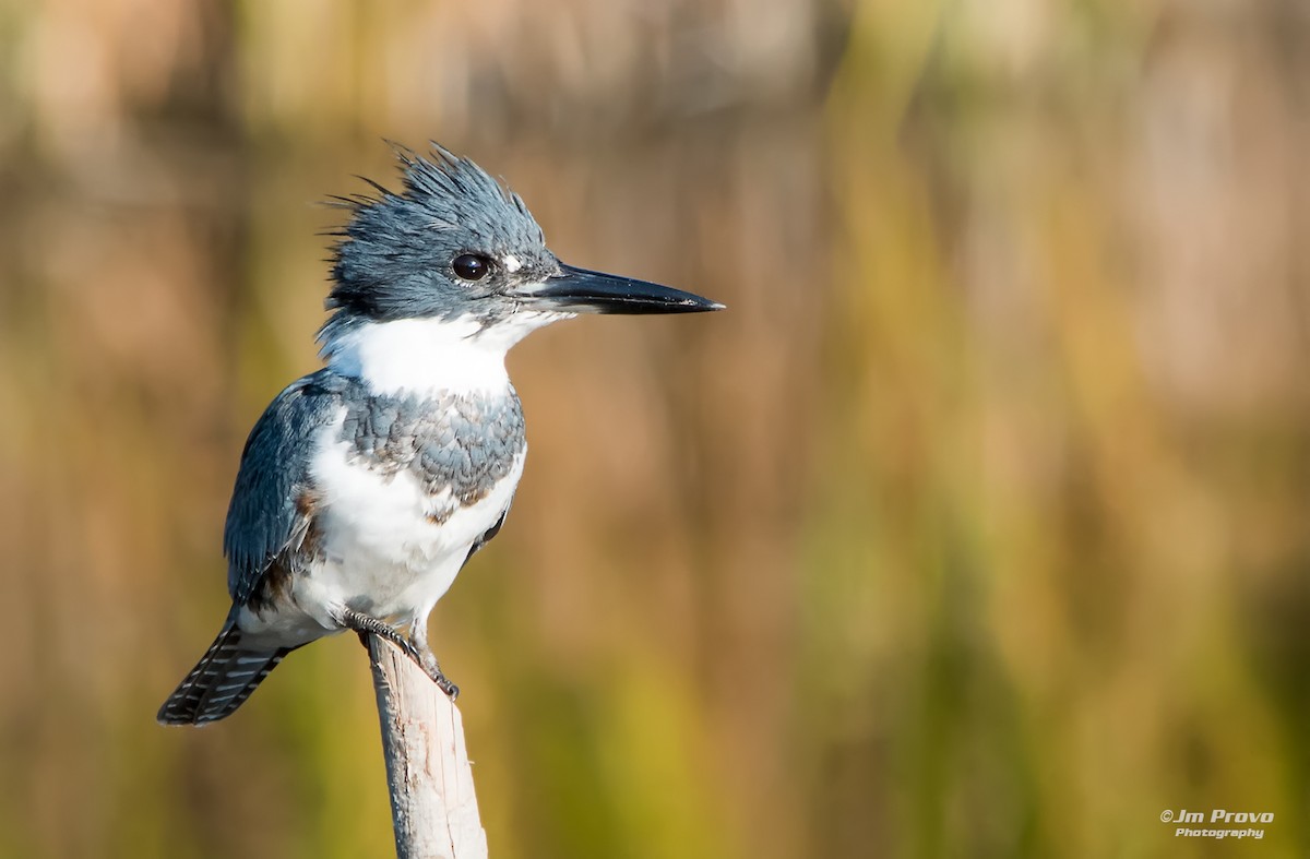Belted Kingfisher - ML36272921