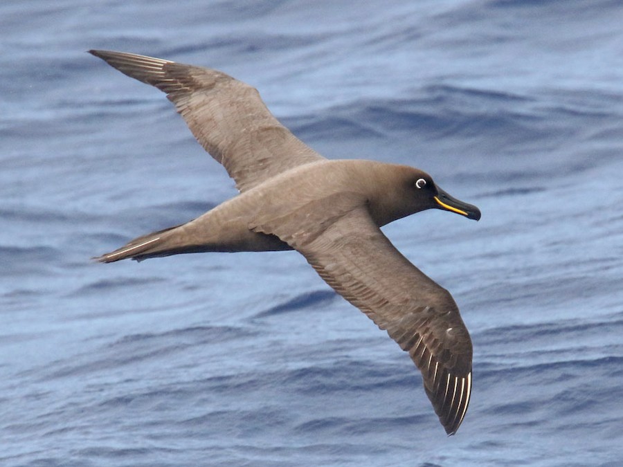 sooty albatross