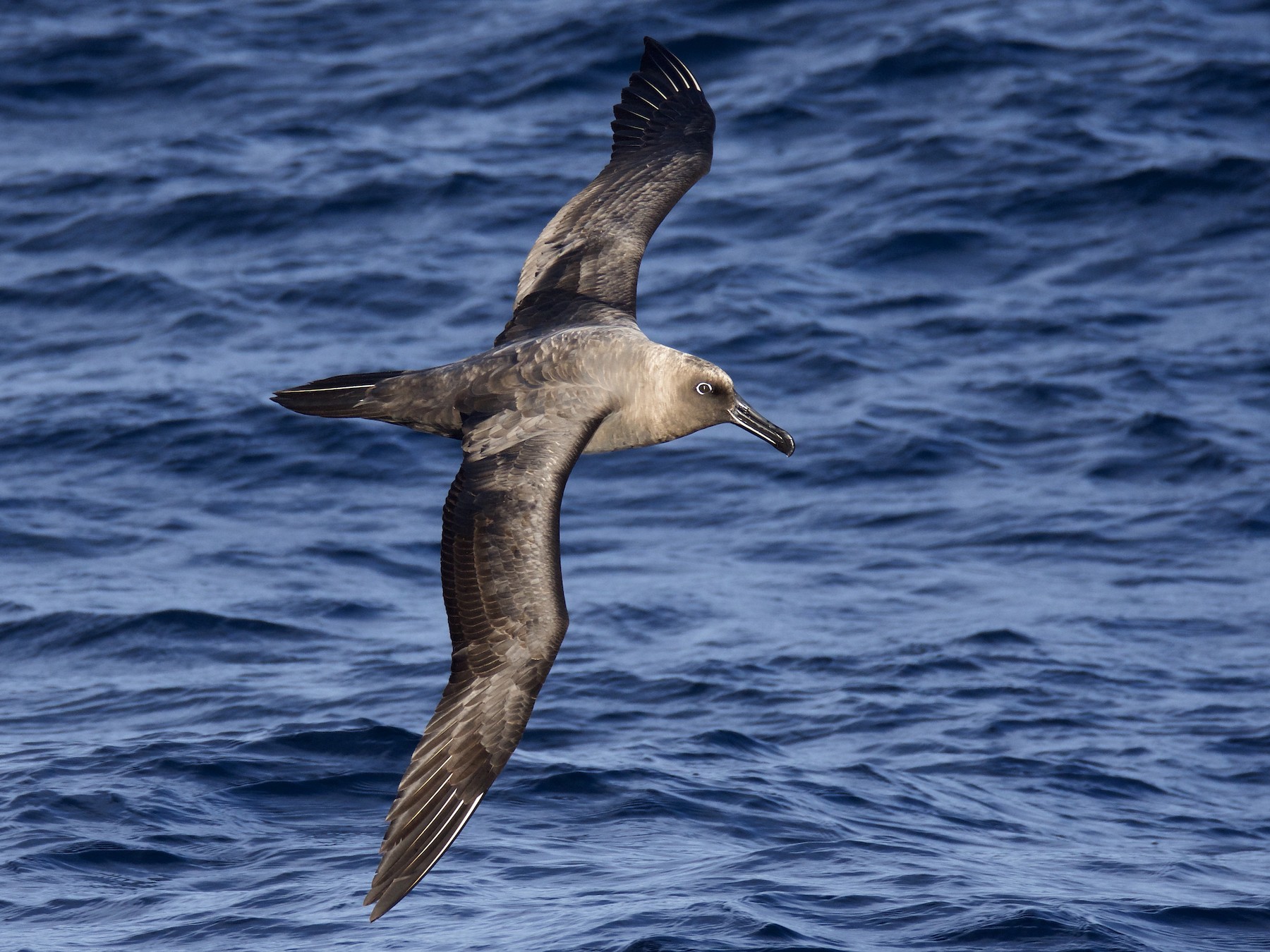 Sooty Albatross - Peter Vaughan