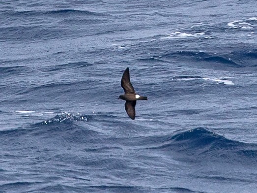 Cape Verde Storm-Petrel - Robert Tizard