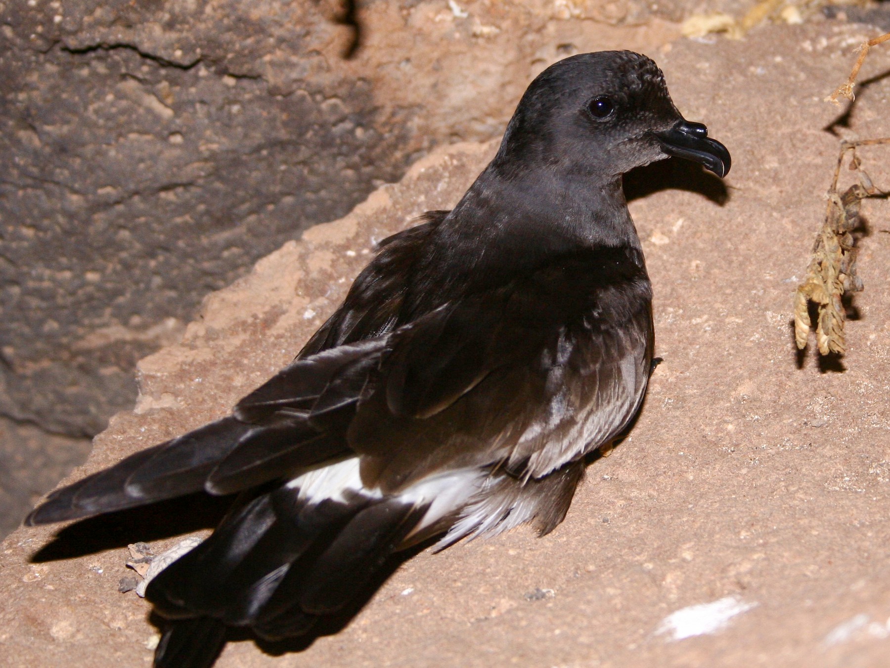 Cape Verde Storm-Petrel - eBird