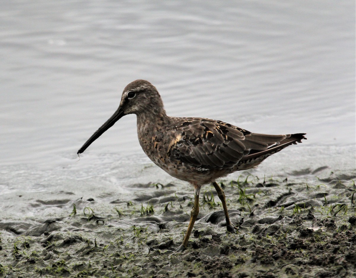 Long-billed Dowitcher - ML362740311