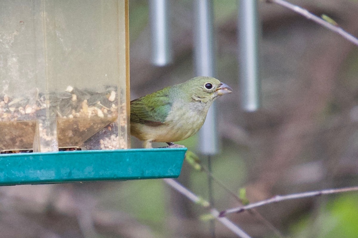 Painted Bunting - ML362744121