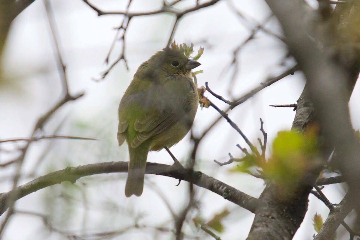 Painted Bunting - ML362744131