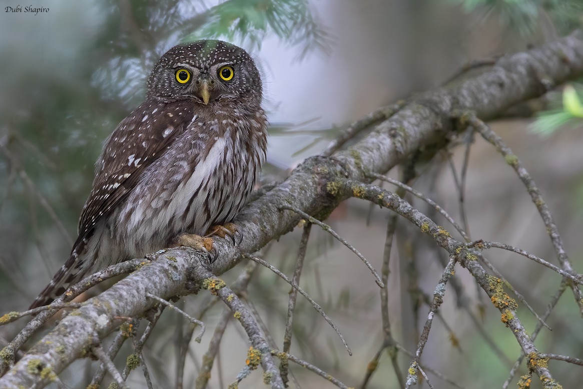 Northern Pygmy-Owl - Dubi Shapiro
