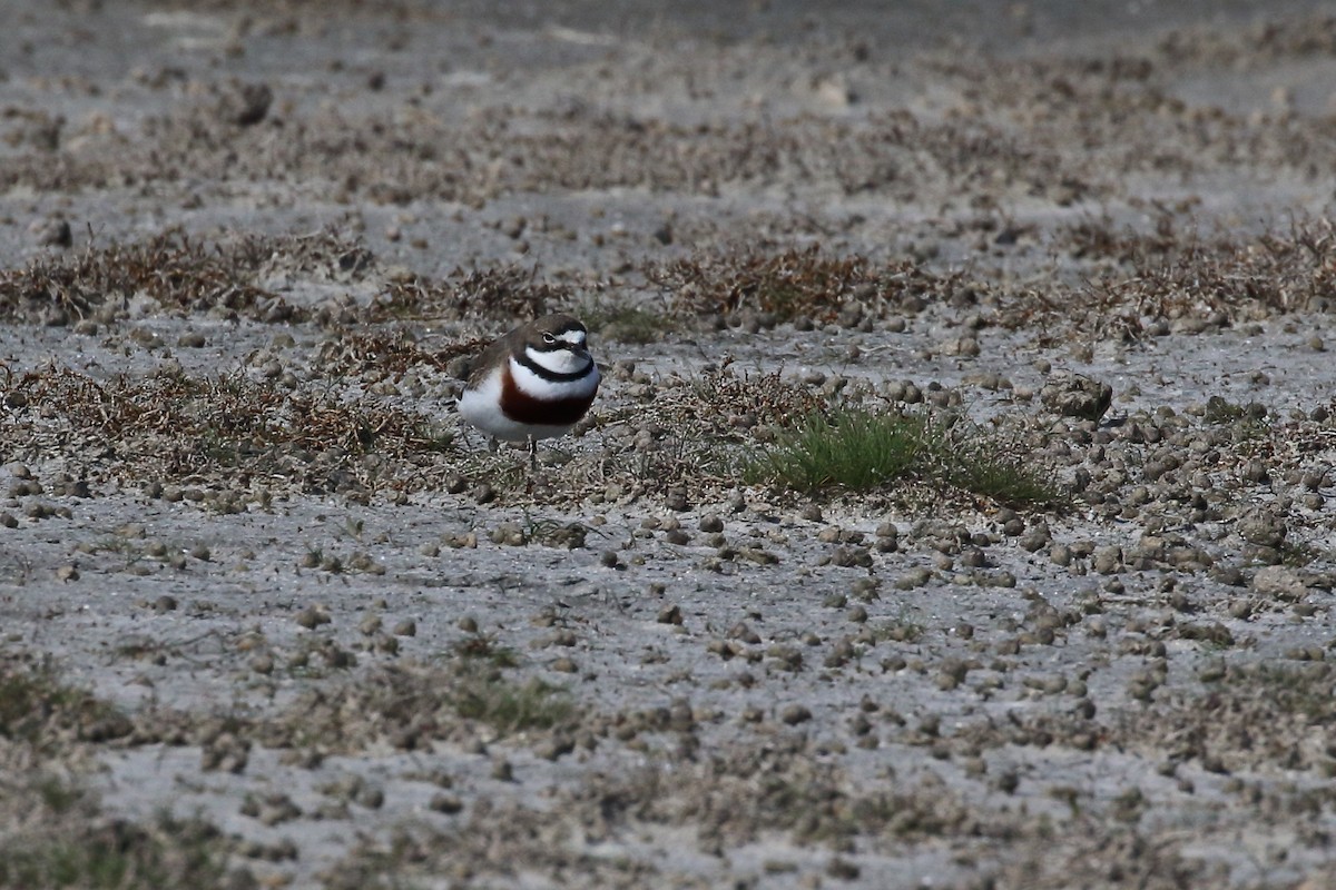 Double-banded Plover - ML362755851