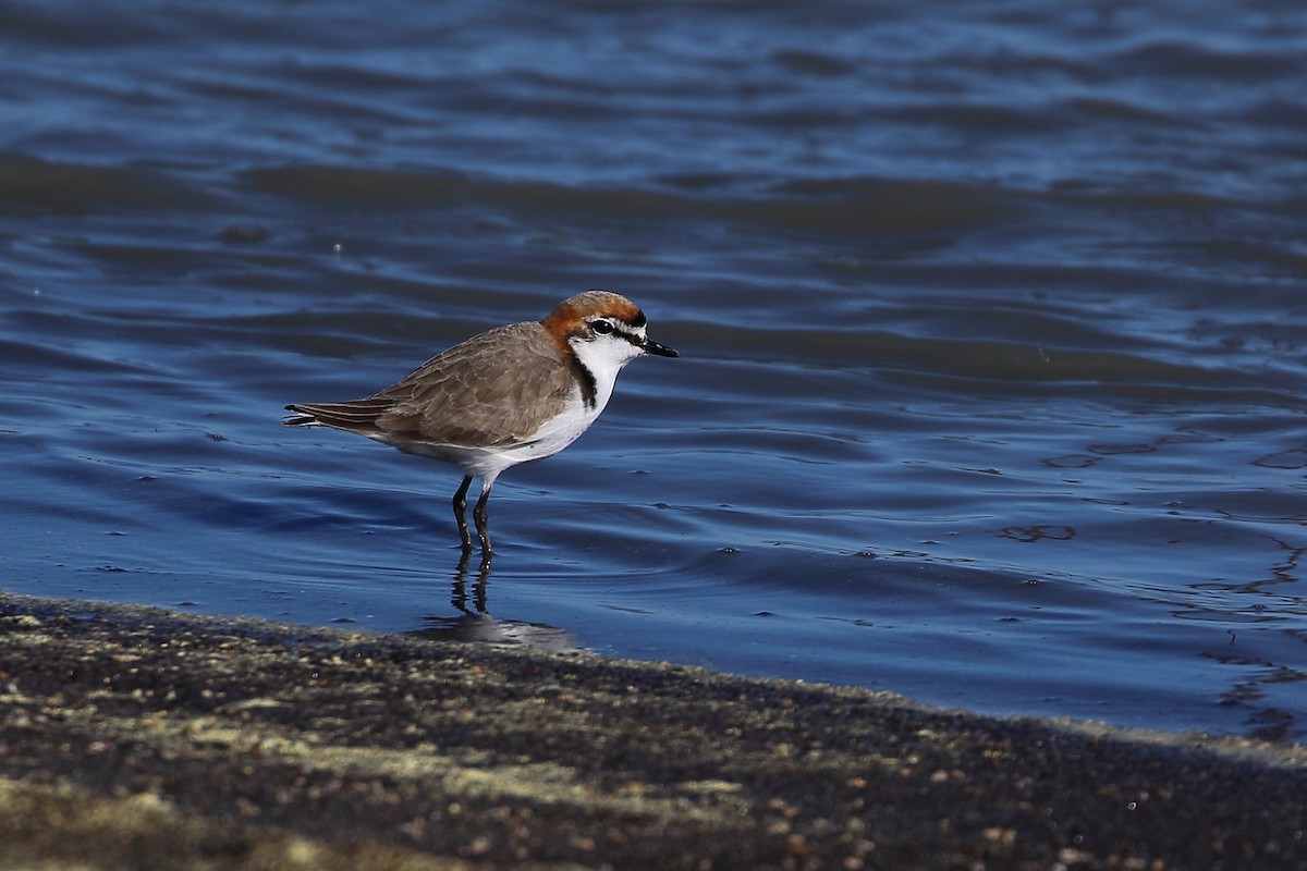 Red-capped Plover - ML362755871