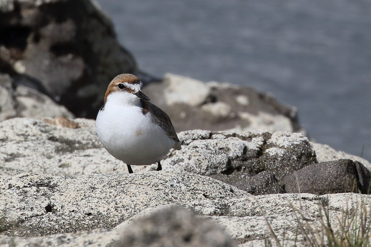 Red-capped Plover - ML362755881