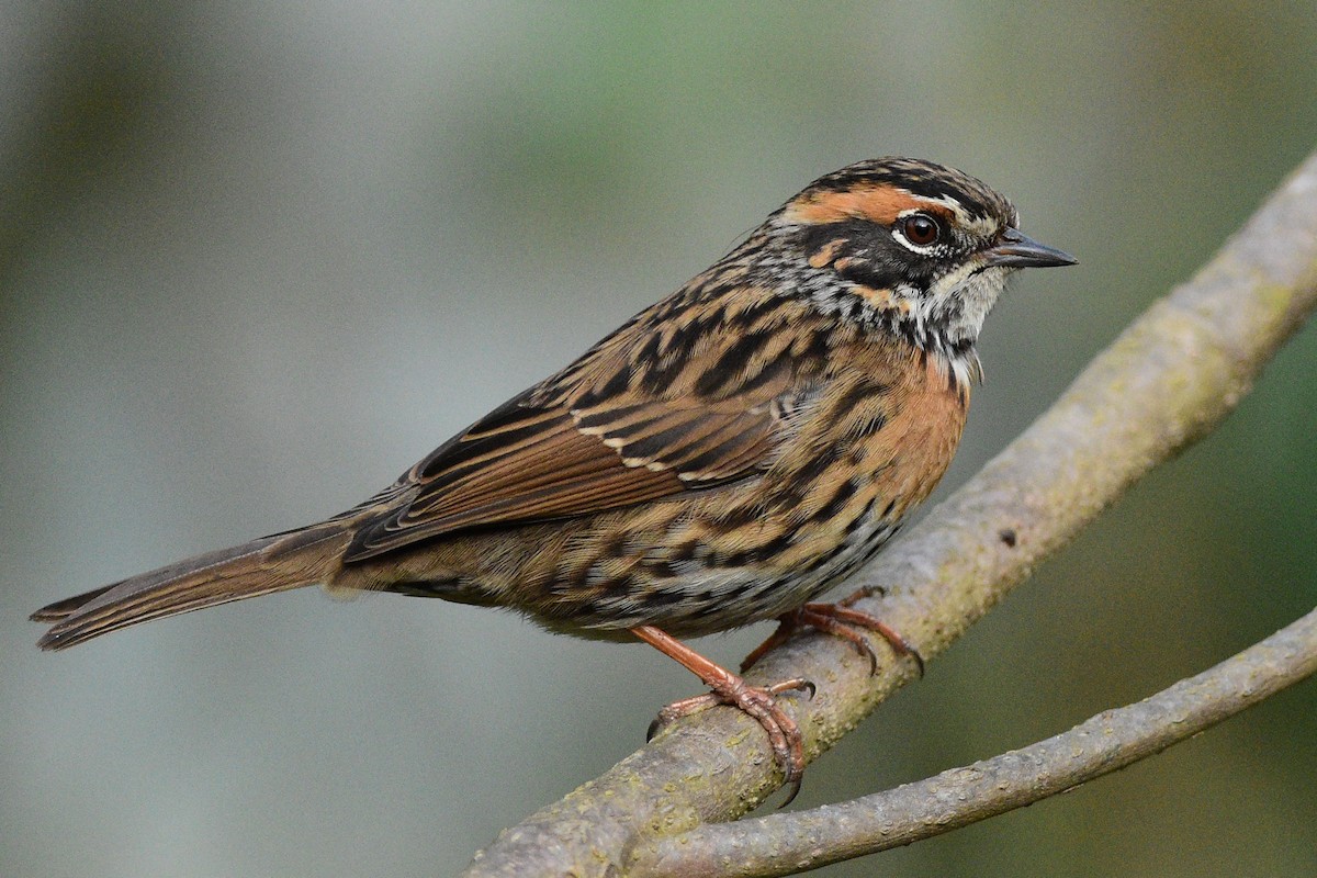 Rufous-breasted Accentor - ML362758571