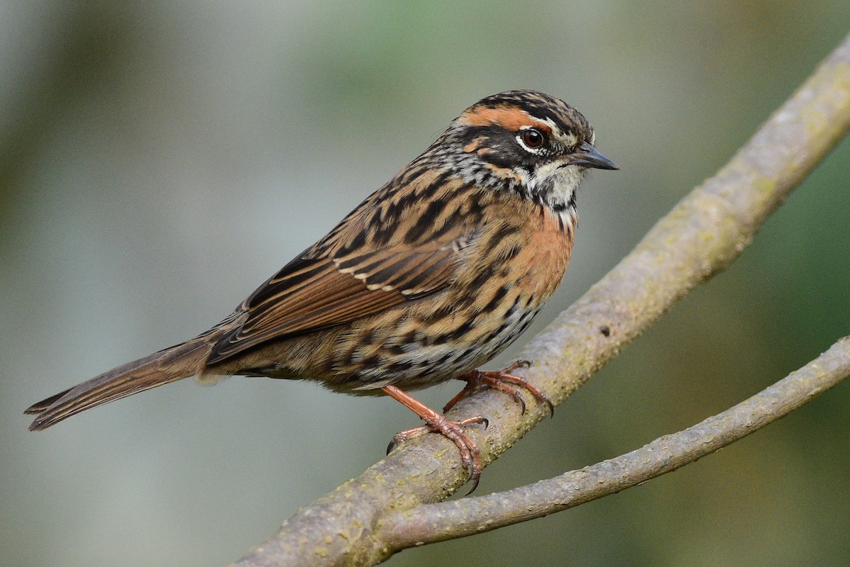 Rufous-breasted Accentor - ML362759041