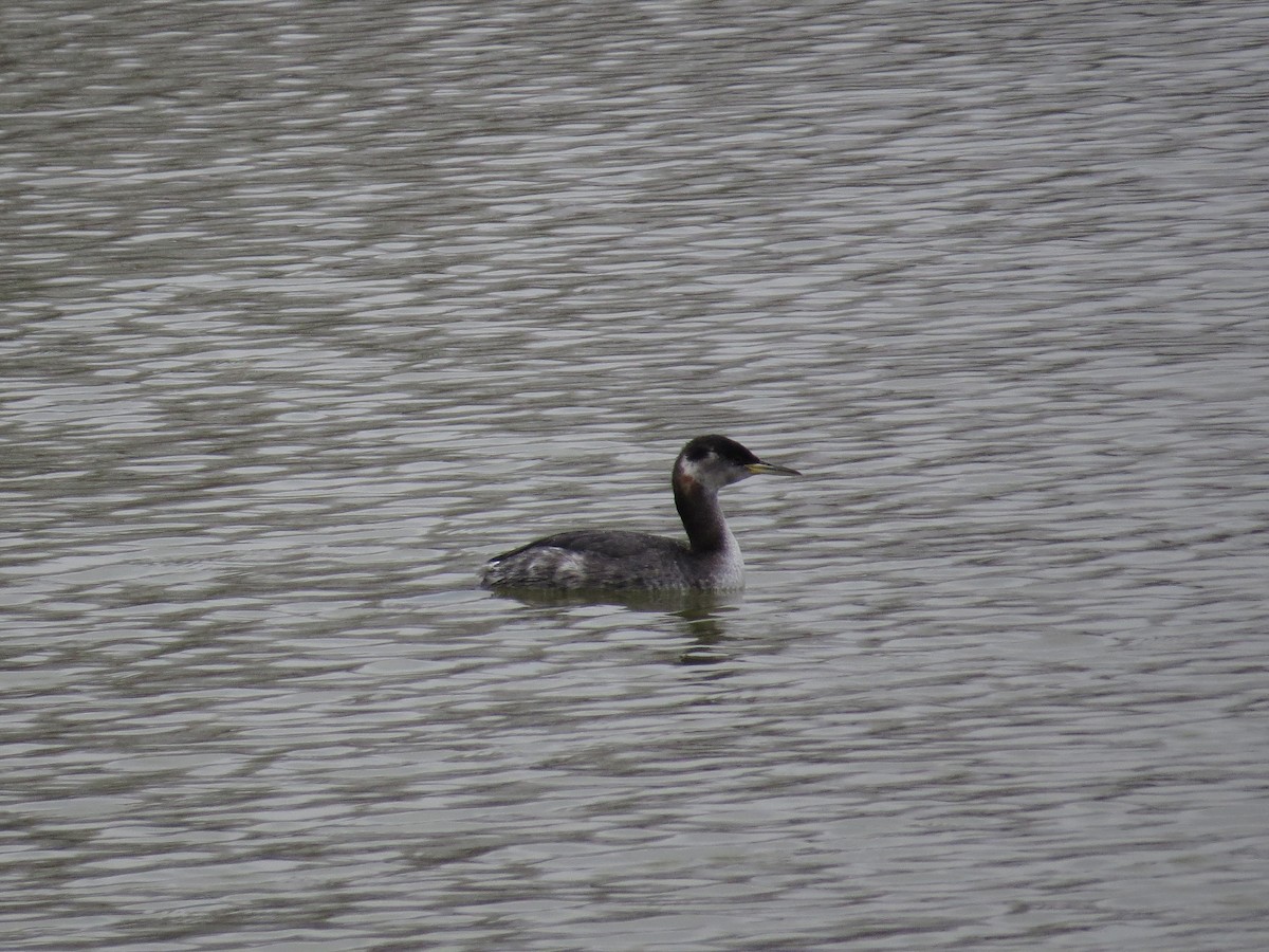 Red-necked Grebe - ML36275921