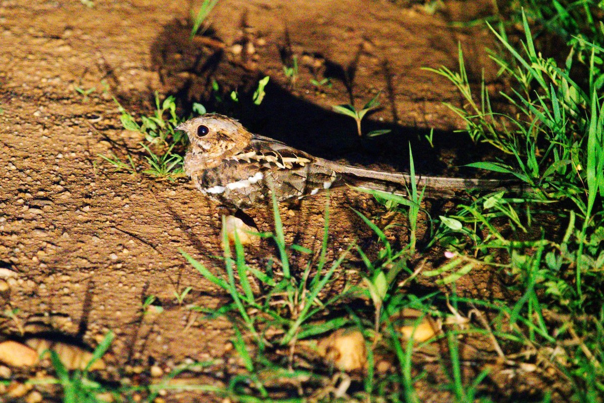 Long-tailed Nightjar - Susan Wellhofer