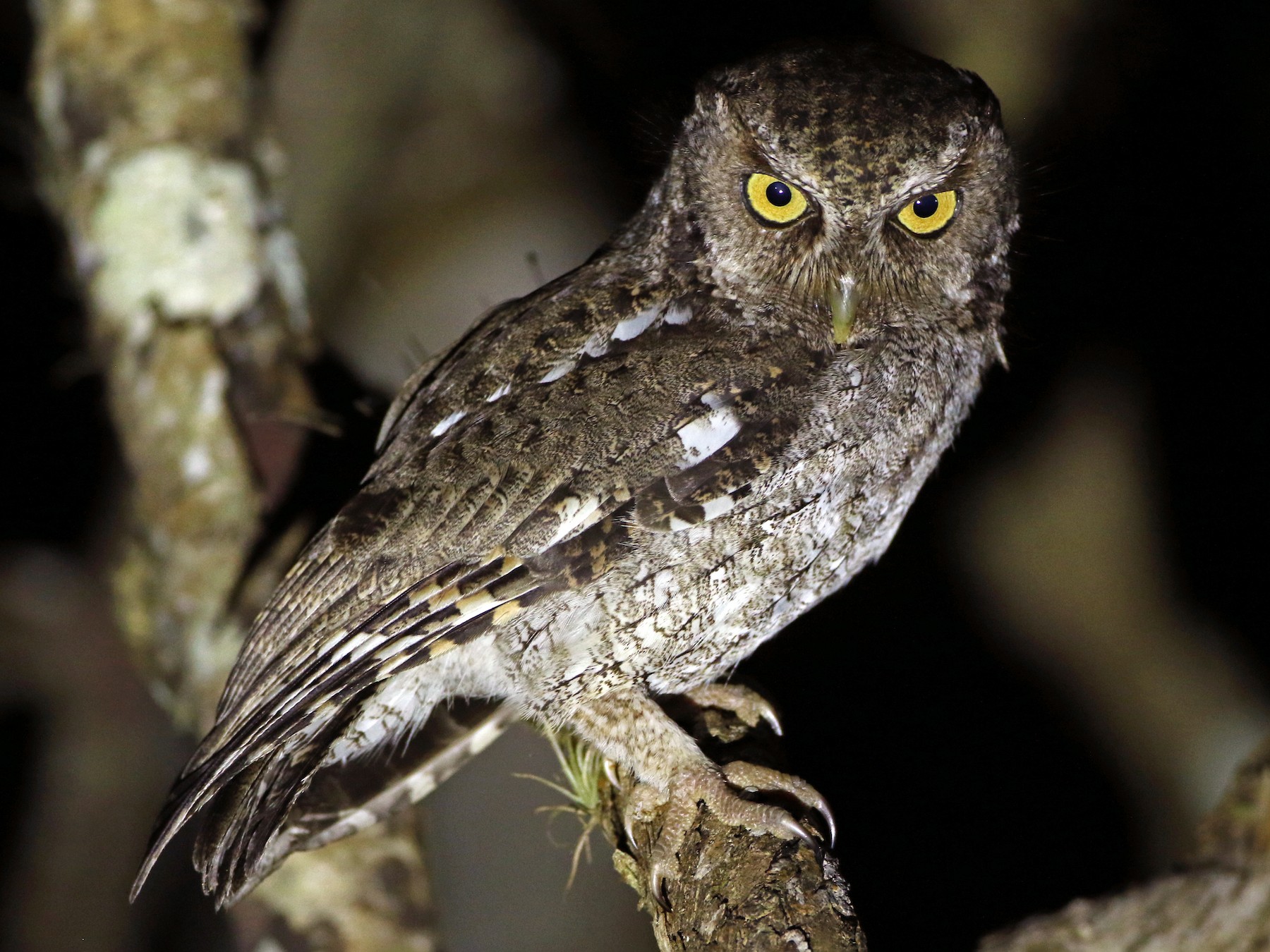 Middle American Screech-Owl - Anonymous