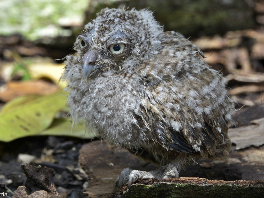 Middle American Screech-Owl - Carlos Echeverría