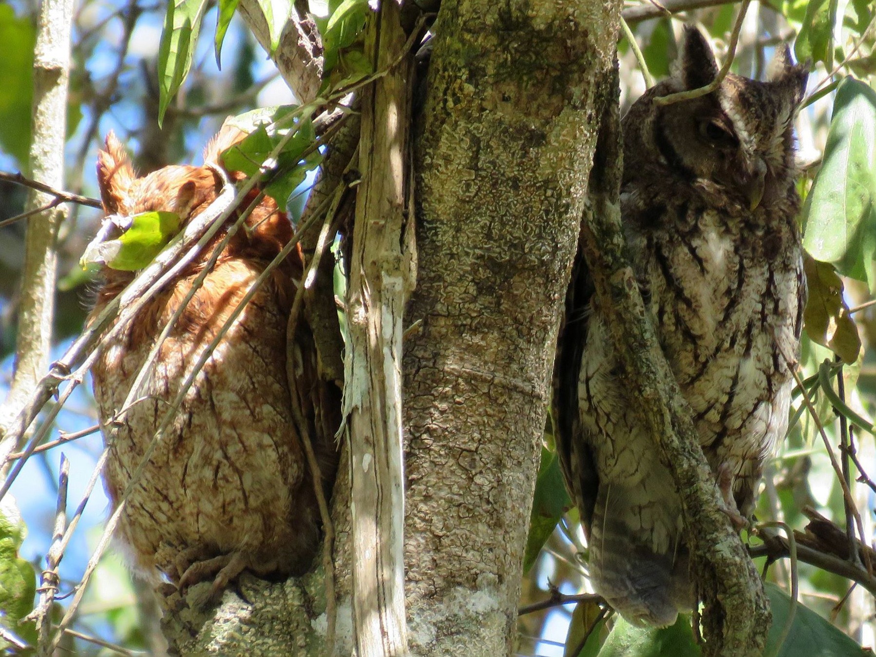 Middle American Screech-Owl - Yucatan Jay  (Birding, Canopy, Art & Culture)