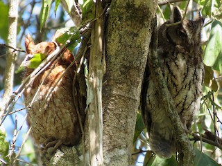 นกเต็มวัย - Great Mayan Birding by Ichi Tours - ML362760851