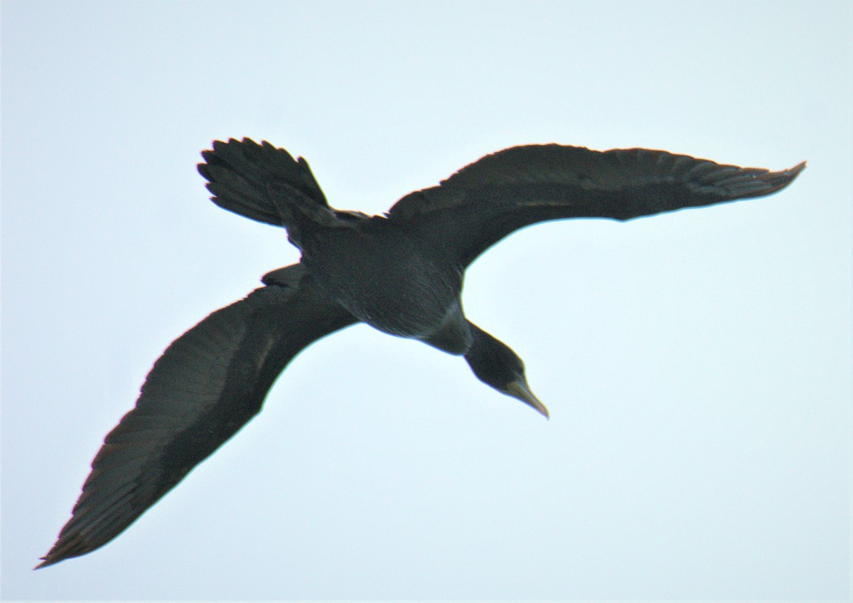 cormorant sp. - Shahed Raiyan