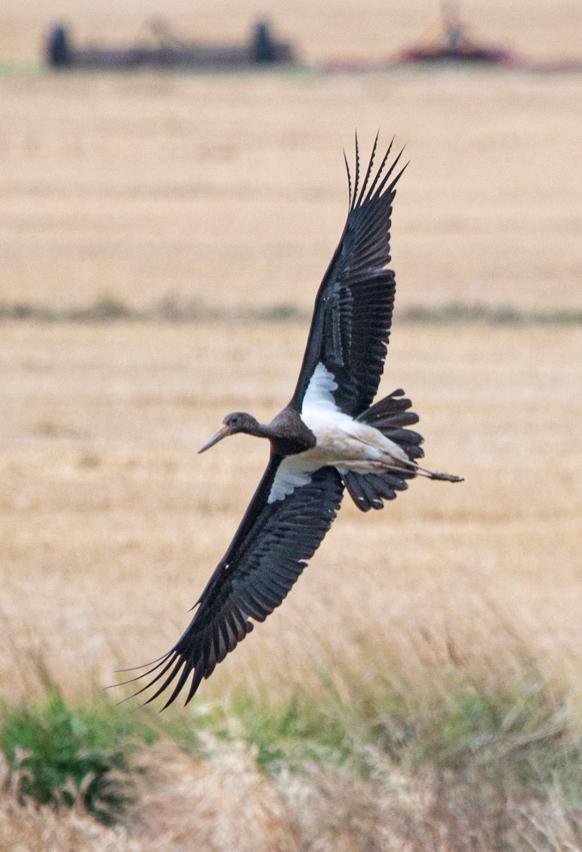 Black Stork - Dave  Lowe