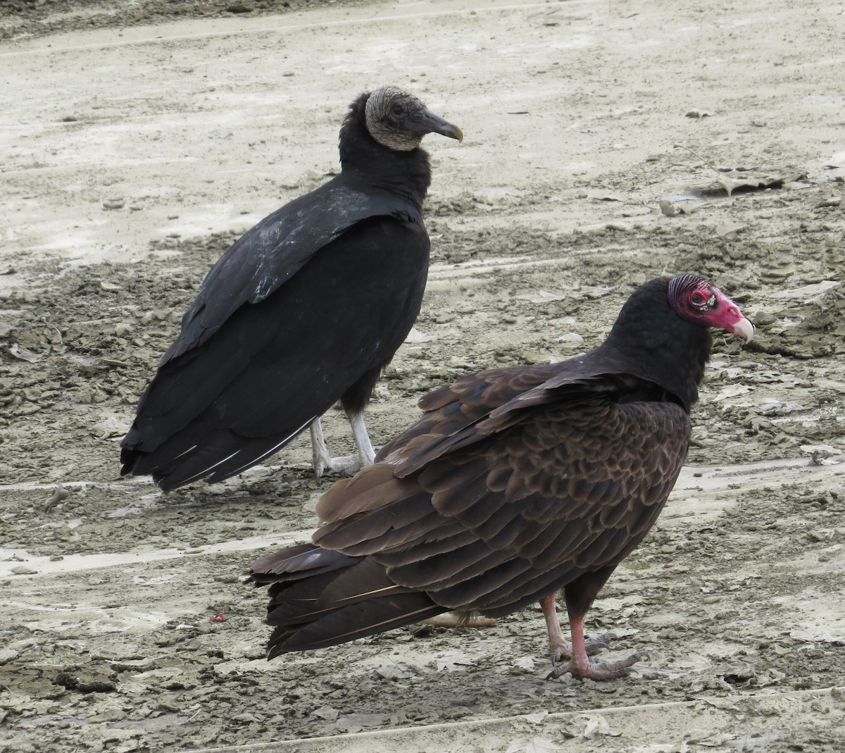 Turkey Vulture - ML36276551