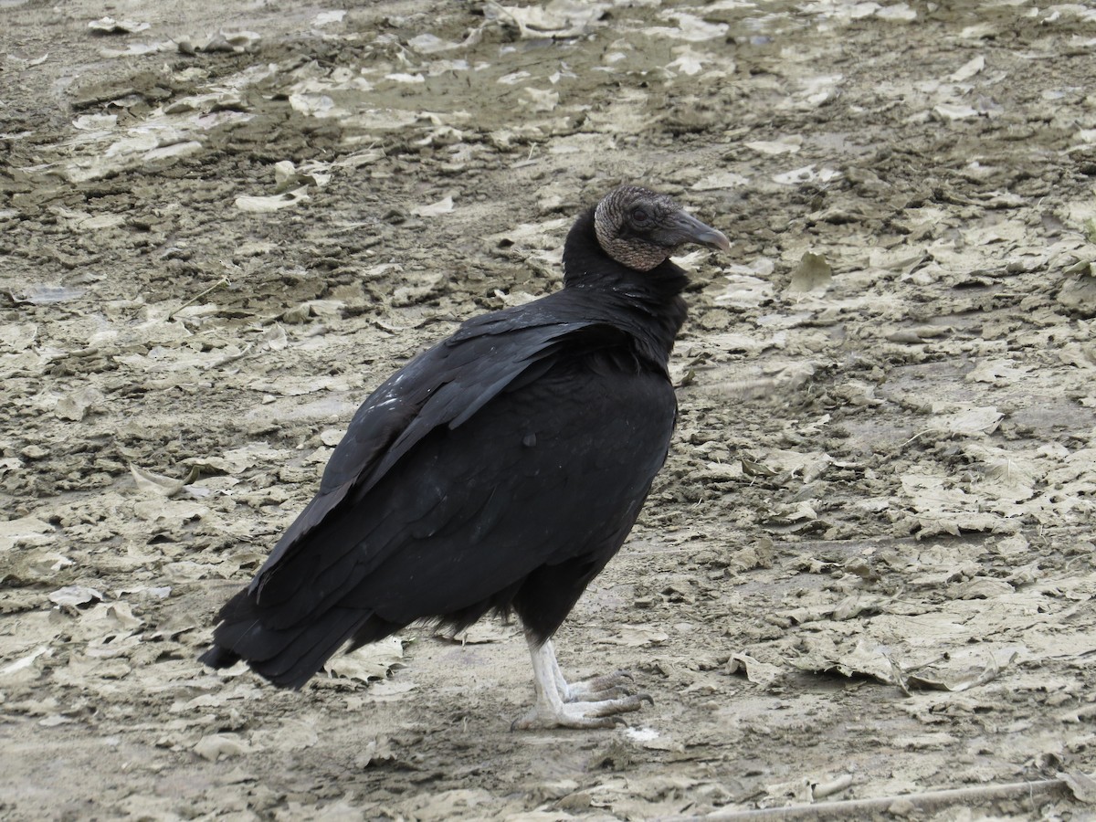 Black Vulture - Brian Wulker