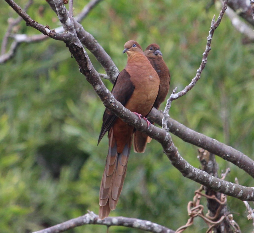 Brown Cuckoo-Dove - ML362773201