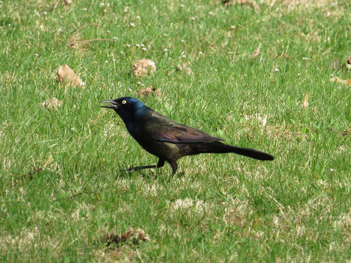 Common Grackle - Brian Wulker