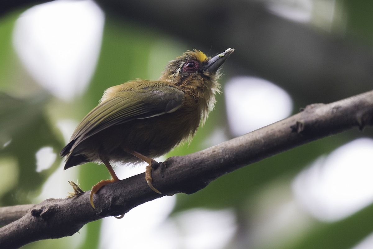 White-browed Piculet - ML362778491