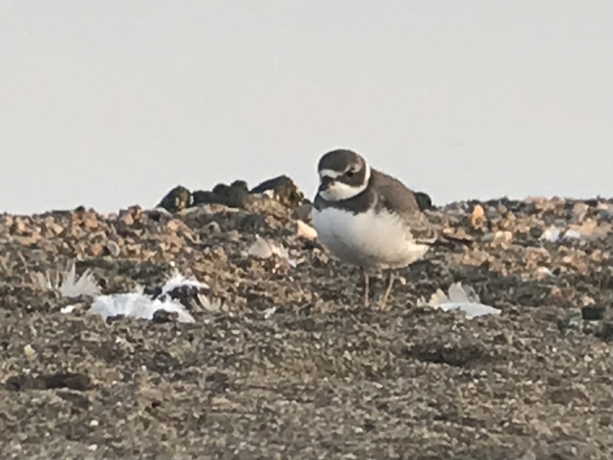Semipalmated Plover - ML362778561