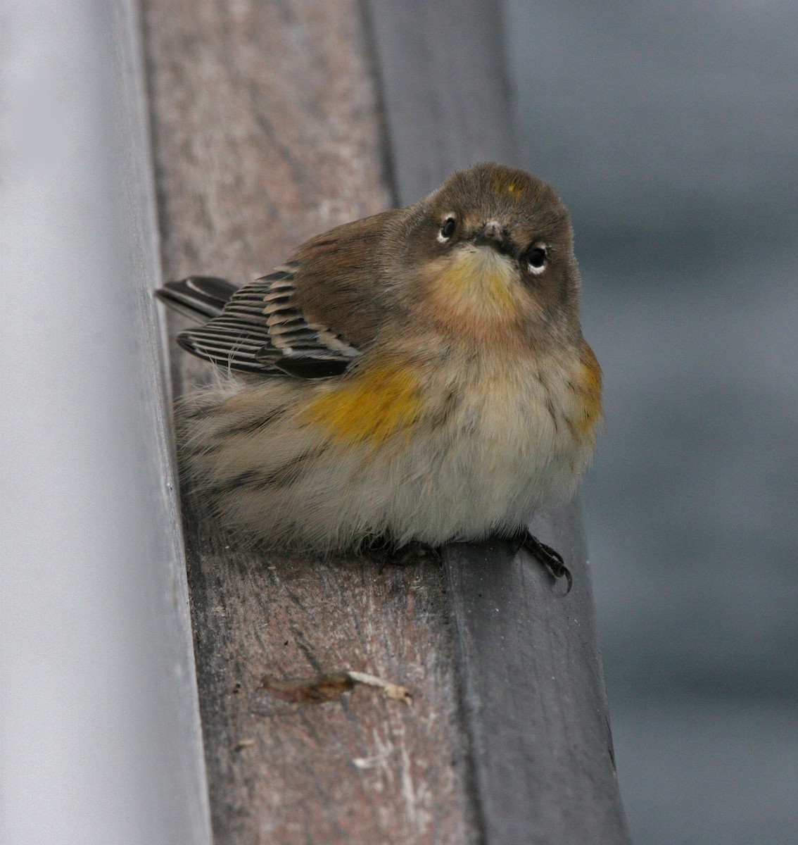 Yellow-rumped Warbler (Audubon's) - ML362778731