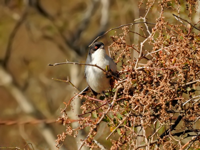 Black-capped Warbling Finch - ML362781181
