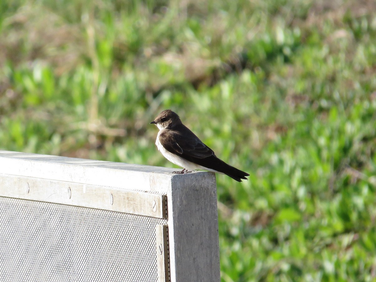 Northern Rough-winged Swallow - ML36278381