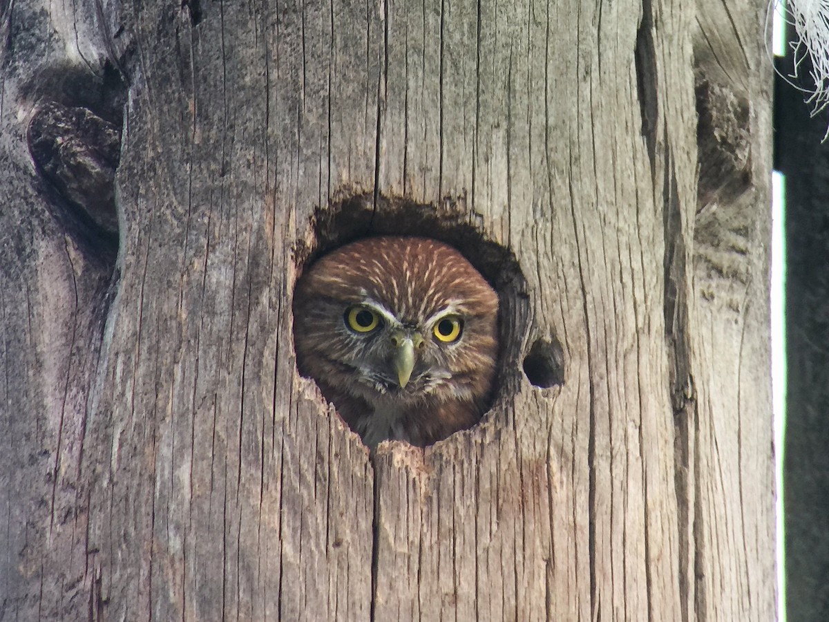 Ferruginous Pygmy-Owl - ML362784191