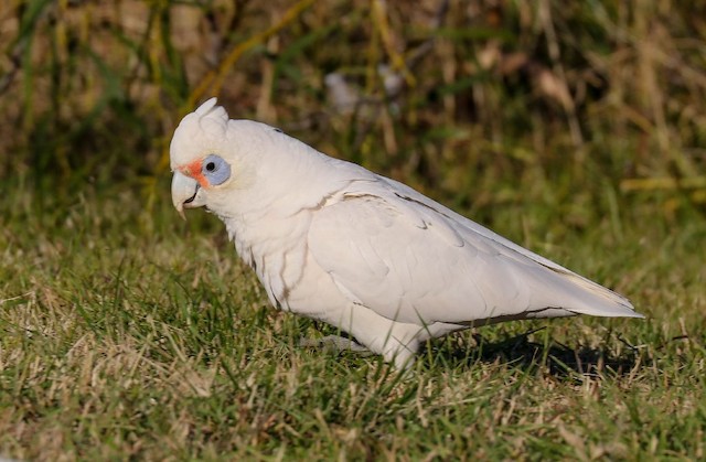 雑種 テンジクバタン ｘ アカビタイムジオウム Ebird