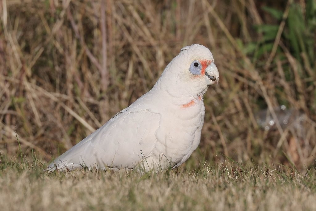 雑種 テンジクバタン ｘ アカビタイムジオウム Ebird