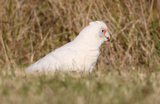 雑種 テンジクバタン ｘ アカビタイムジオウム Ebird