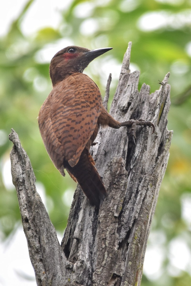 Rufous Woodpecker - ML362788571