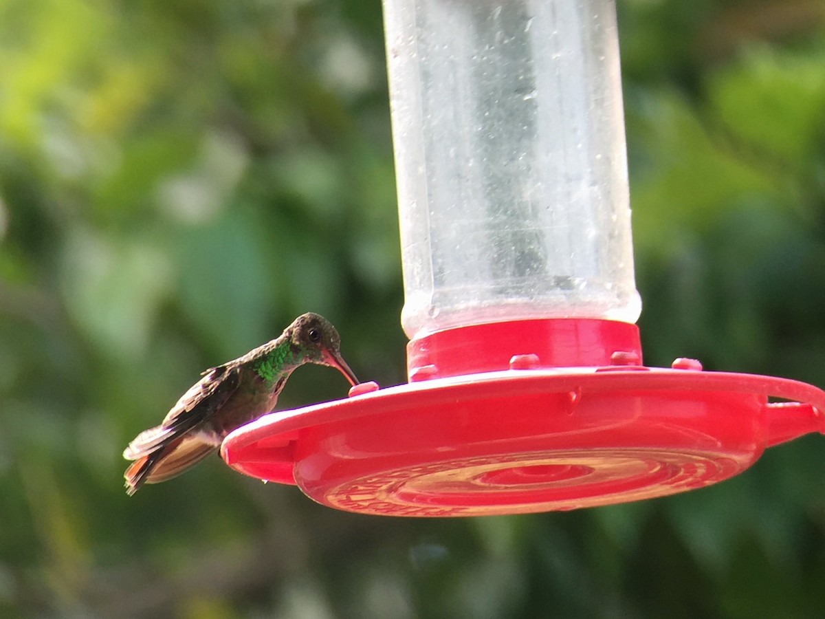 Rufous-tailed Hummingbird - ML362788781