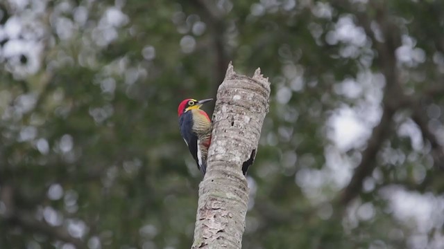 Yellow-fronted Woodpecker - ML362795661