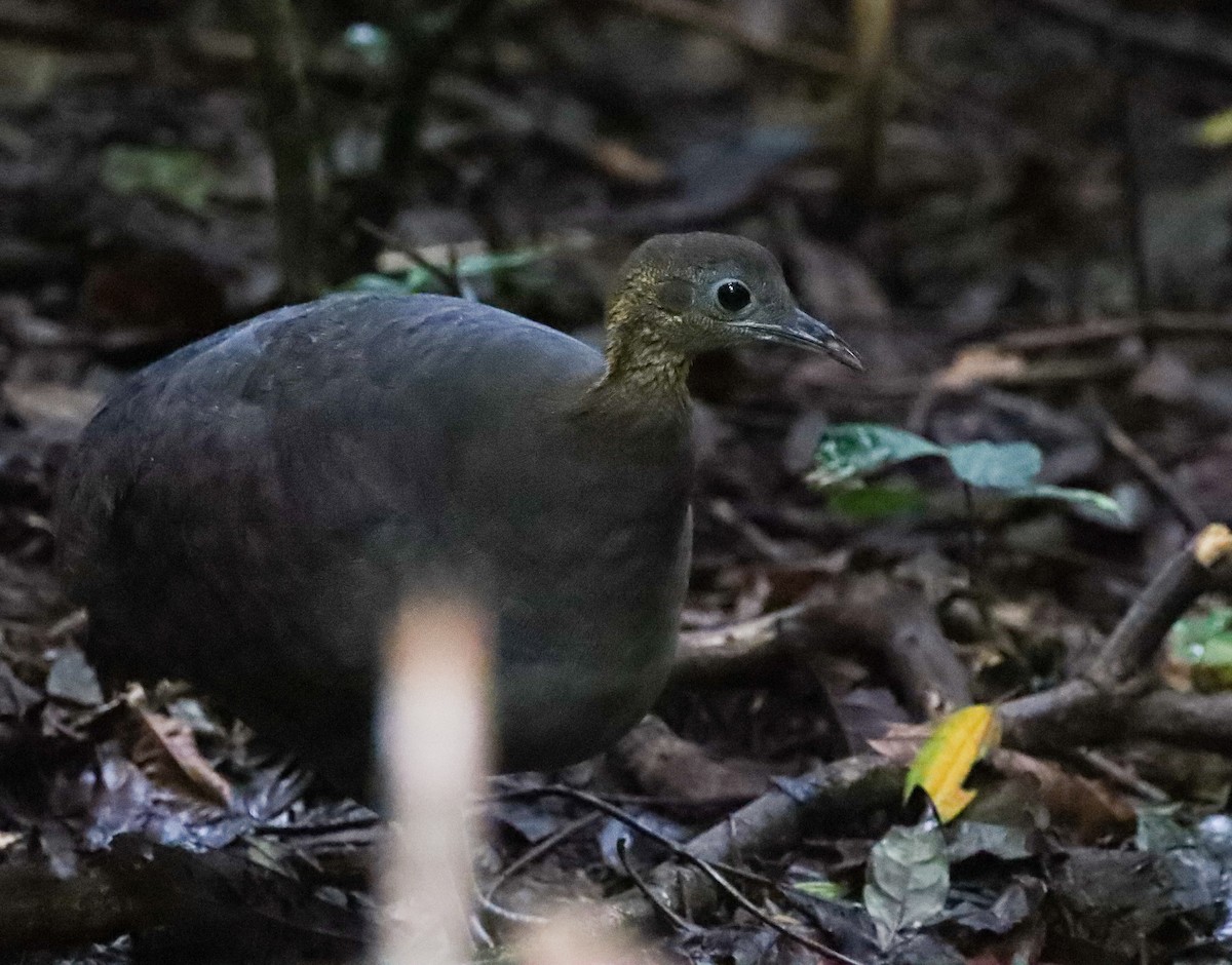 Solitary Tinamou - ML362797341